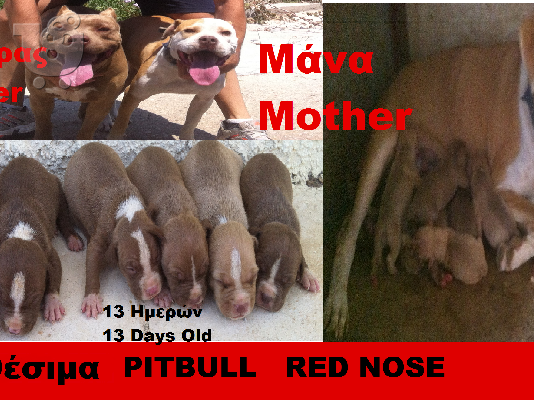 PoulaTo: Πωλούνται pitbull-rednose 150 ευρώ ΕΥΚΑΙΡΙΑ